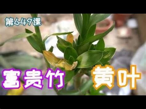 古代交易 發財竹變黃